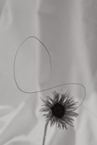 Kaboompics - Abstract Flower Arrangement with Neutral Fabric Texture