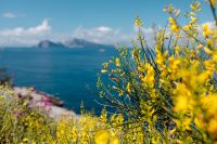 Kaboompics - Close-Up Yellow Genista Radiata Branches beside the Sea