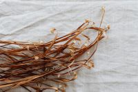 Kaboompics - Brown Dried Grass Stems Sweeping Across White Linen, Minimal Botanical Background