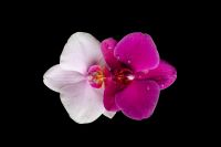 Kaboompics - Pink And White Orchid Duo Composition On Black Background