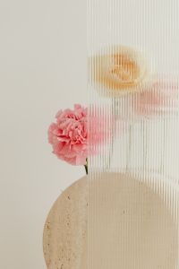 Kaboompics - Pink Carnation and Golden Flower Behind Ribbed Glass with Travertine Slab, Neutral Still Life