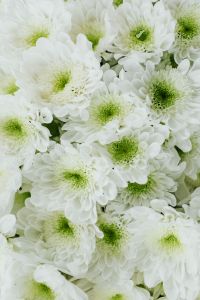 Kaboompics - Various multicolored fresh flowers
