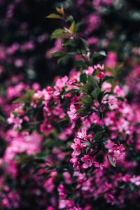 Kaboompics - Sharp Blossom Branch Over Soft Pink Floral Bokeh
