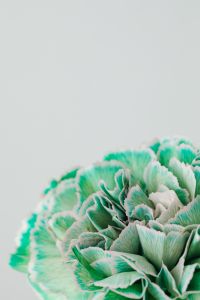 Kaboompics - Colorful carnations flowers - Dianthus caryophyllus