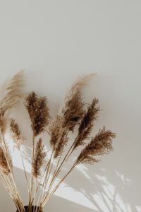 Kaboompics - Pampas Grass In A Vase