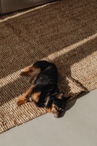 Kaboompics - Black and Tan Dog Resting in a Patch of Sunlight