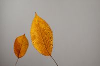 Kaboompics - Pair of Amber Autumn Leaves on a Light Gray Background