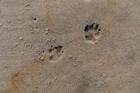 Kaboompics - Two Dog Paw Prints in Fine Beach Sand, Minimal Baltic Coastal Background
