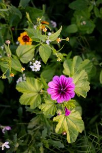 Kaboompics - Pink Mallow Flower With Green Leaves
