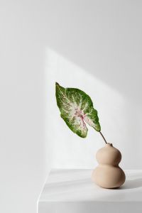 Kaboompics - Single Caladium Leaf in a Beige Vase for Minimal Shelf Styling