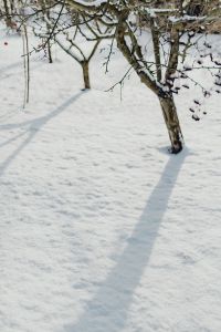 Kaboompics - Fresh snow in the garden