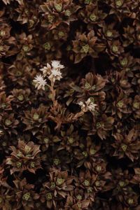 Kaboompics - Dark Succulent Ground Cover with Small White Flowers