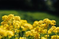Kaboompics - Small yellow flowers