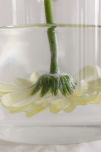 Kaboompics - White Gerbera Head Submerged in a Glass of Water