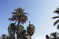 Kaboompics - Palm trees in Spain