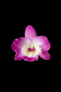 Kaboompics - Single Pink Orchid Flower Minimal Isolated On Black