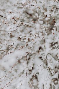 Kaboompics - Branches covered with fresh snow