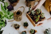 Kaboompics - Overhead Succulent Repotting Setup with Burlap Pots, Wooden Tray and Watering Can