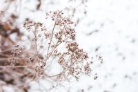 Kaboompics - Close-ups of snowy trees