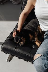 Kaboompics - Black Dog Resting on a Leather Chair Beside a Woman