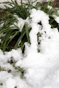 Kaboompics - Green Strap Leaves Buried Beneath Fresh Snow, Winter Garden Close-Up