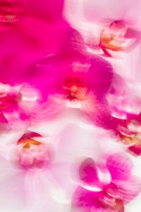 Kaboompics - Abstract Pink Orchid Motion Blur Background