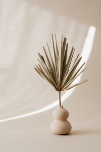 Kaboompics - Dried Palm in Sculptural Ceramic Vase with Curved Sunlight