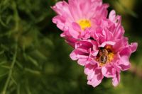 Kaboompics - Pink Flower with a Bee in the Garden