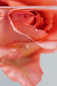 Kaboompics - Close-Up Coral Rose and Soft Water Reflections