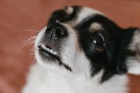 Kaboompics - Expressive Close-Up Portrait of a Small Black-and-White Dog, Pet Adoption and Care Content