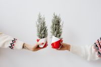 Kaboompics - Two Mini Cypress Trees Wrapped in Red and White Paper, Festive Greenery Held by Hands