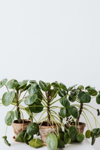Kaboompics - Green Pilea Houseplant With Round Coin Shaped Leaves