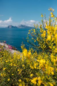 Wildflowers and Coastal Plants on the Amalfi Coast