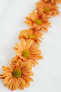 Kaboompics - Soft Focus Orange Chrysanthemums on White Background
