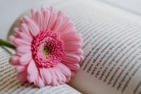 Kaboompics - Close-Up Pink Gerbera Flower on Book Pages