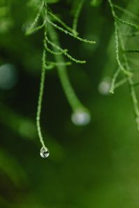 Kaboompics - Dew Drops on Delicate Tamarisk Branches in a Green Garden