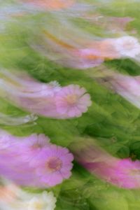 Kaboompics - Pastel Flower Garden with Soft Focus and Motion Blur
