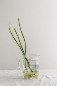 Kaboompics - Green Flower Stems in a Measuring Cup on a White Table