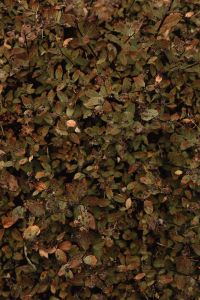 Kaboompics - Dense Brown Autumn Groundcover Viewed from Above