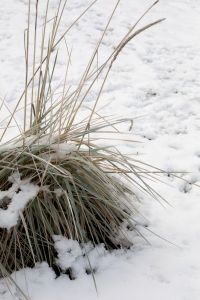 Kaboompics - Snowy Ornamental Grass Clump Against a Pale Winter Garden Background