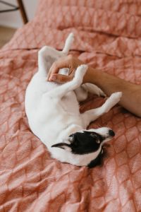 Kaboompics - Close-Up Belly Rub with a Small White Dog on a Pink Bed, Tender Pet Bonding Moment