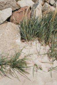 Kaboompics - Beach Grass Growing Around Coastal Rocks