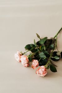 Kaboompics - Diagonal Blush Rose Bouquet with Beige Copy Space on the Left