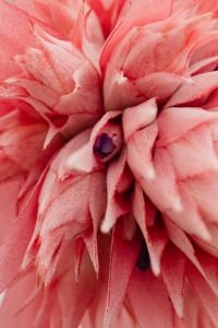 Kaboompics - Pink Bromeliad Flower with Layered Petals
