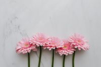 Kaboompics - Pink Gerbera Background