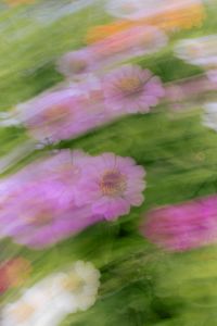 Kaboompics - Soft Pink and Peach Flowers with Artistic Blur