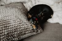 Kaboompics - A dog with heart on head