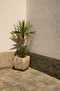 Kaboompics - Yucca Plant in Concrete Pot on Cobblestone Street Corner, Italy