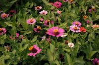 Kaboompics - Colorful Summer Garden Flowers in Bloom