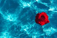 Kaboompics - Fresh garden rose on the blue water of a swimming pool on a warm summer day